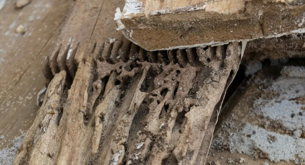 signs of termite infestation