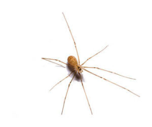 Cellar Spider