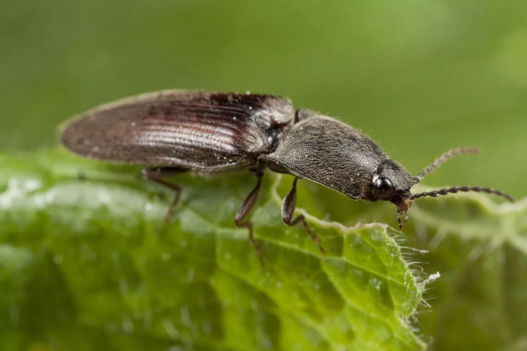 Click beetle