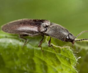 Click beetle