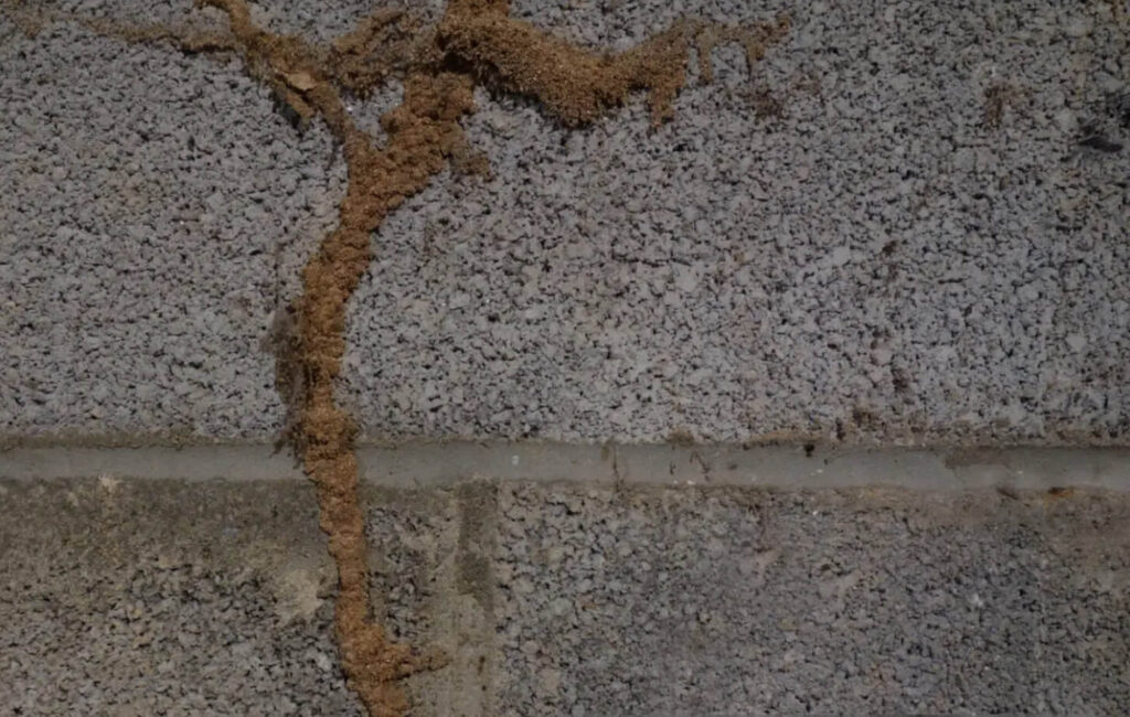 signs of termite infestation