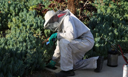 Animal Removal Services