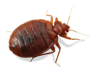 Bed Bug