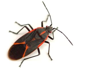 Boxelder Bugs