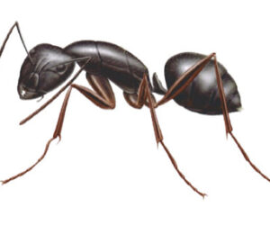 Carpenter Ant temporary