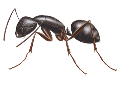 Carpenter Ant temporary