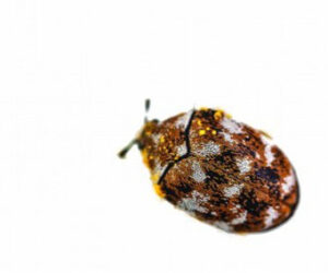 Carpet Beetle
