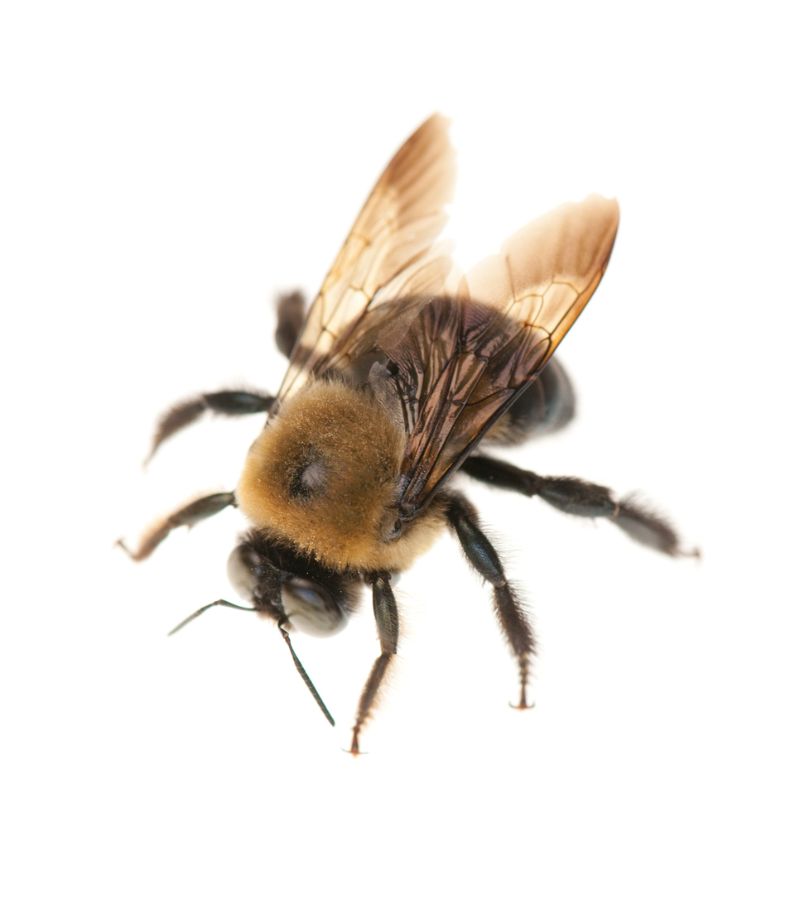 Carpenter Bee