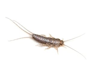 Silverfish