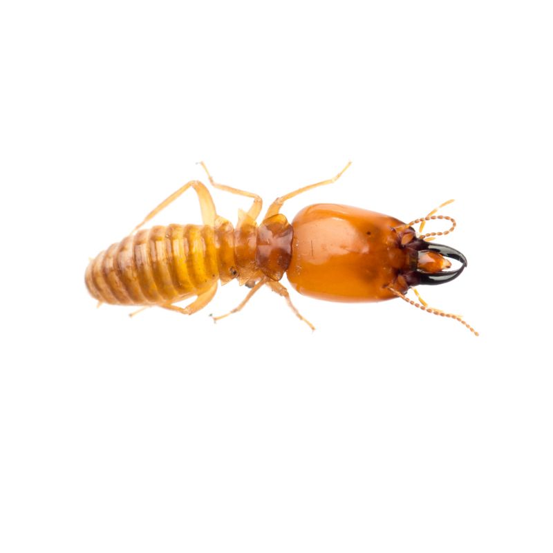 termite