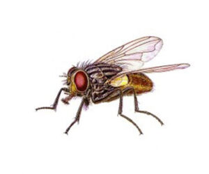 House Fly