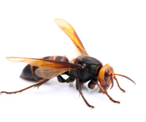 Cicada Killer Wasp