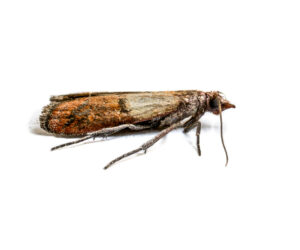 Indian Meal Moths