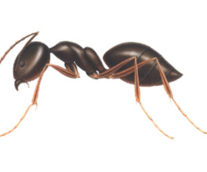 Odorous House Ant