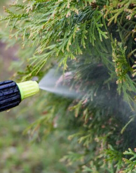 one of the backgrounds