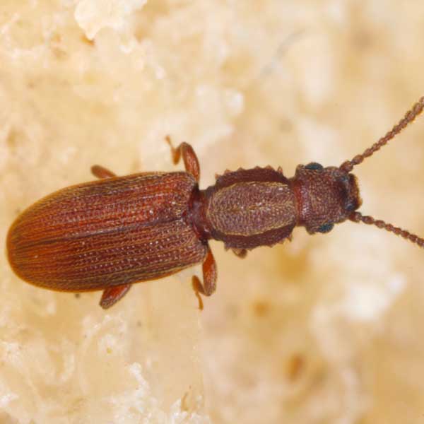 Sawtooth Grain Beetles
