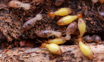 Termite Control