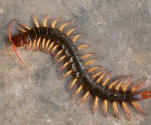 Centipede