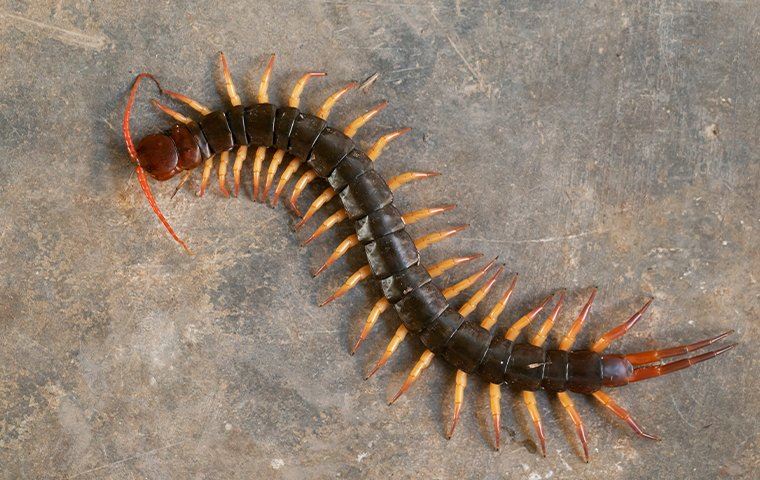 Centipede